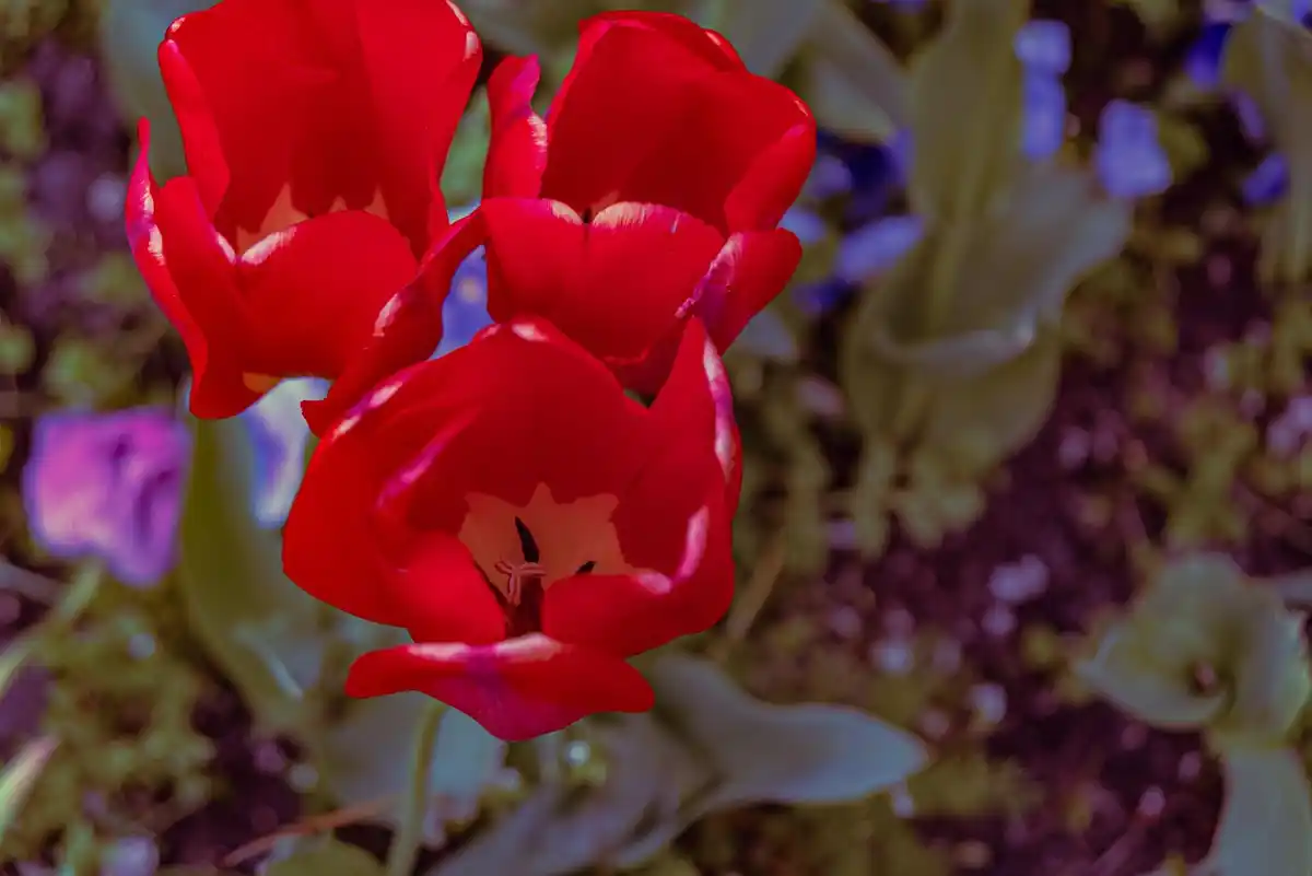 faded tulip leaves garden netherlands cleanup practical