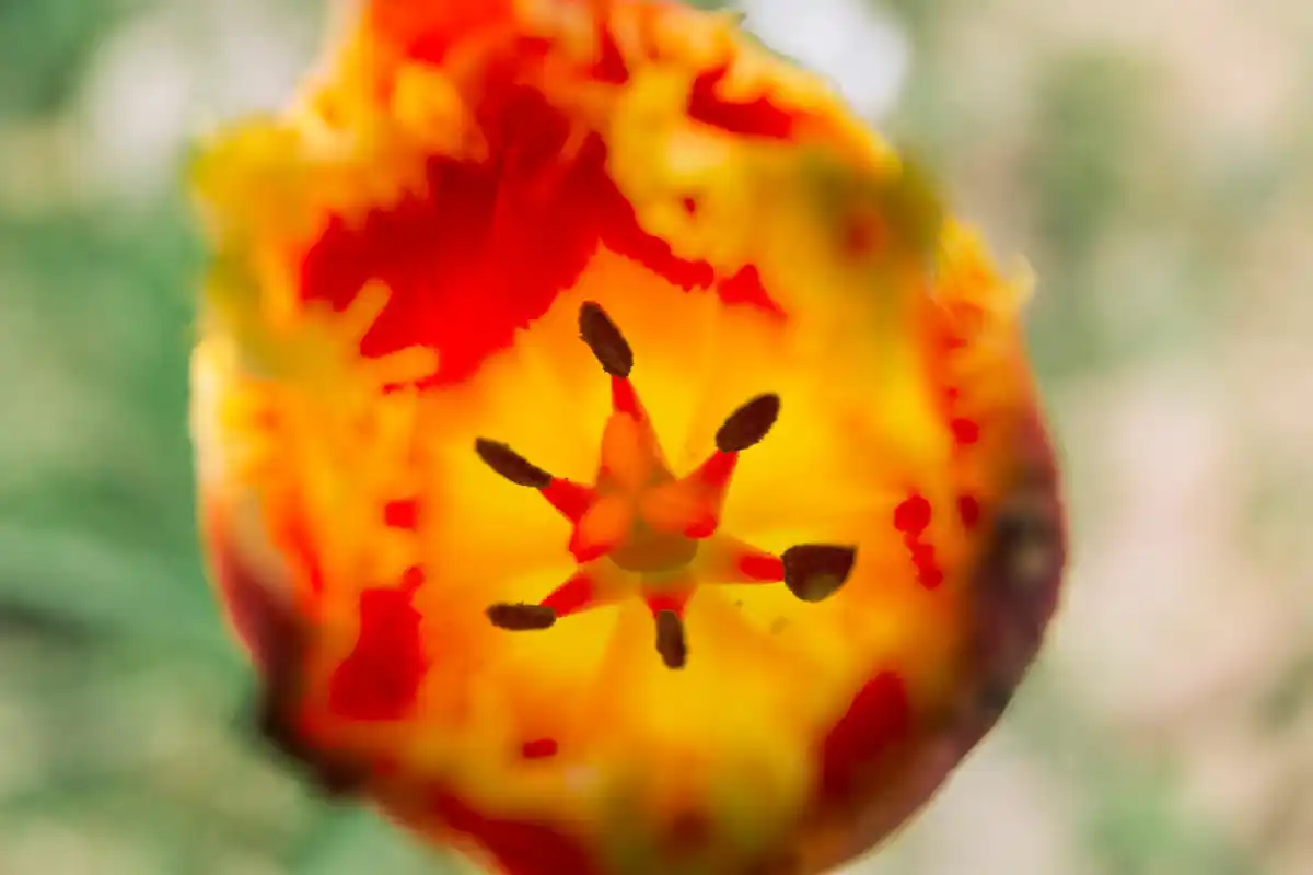 fake flower seeds scam online close up