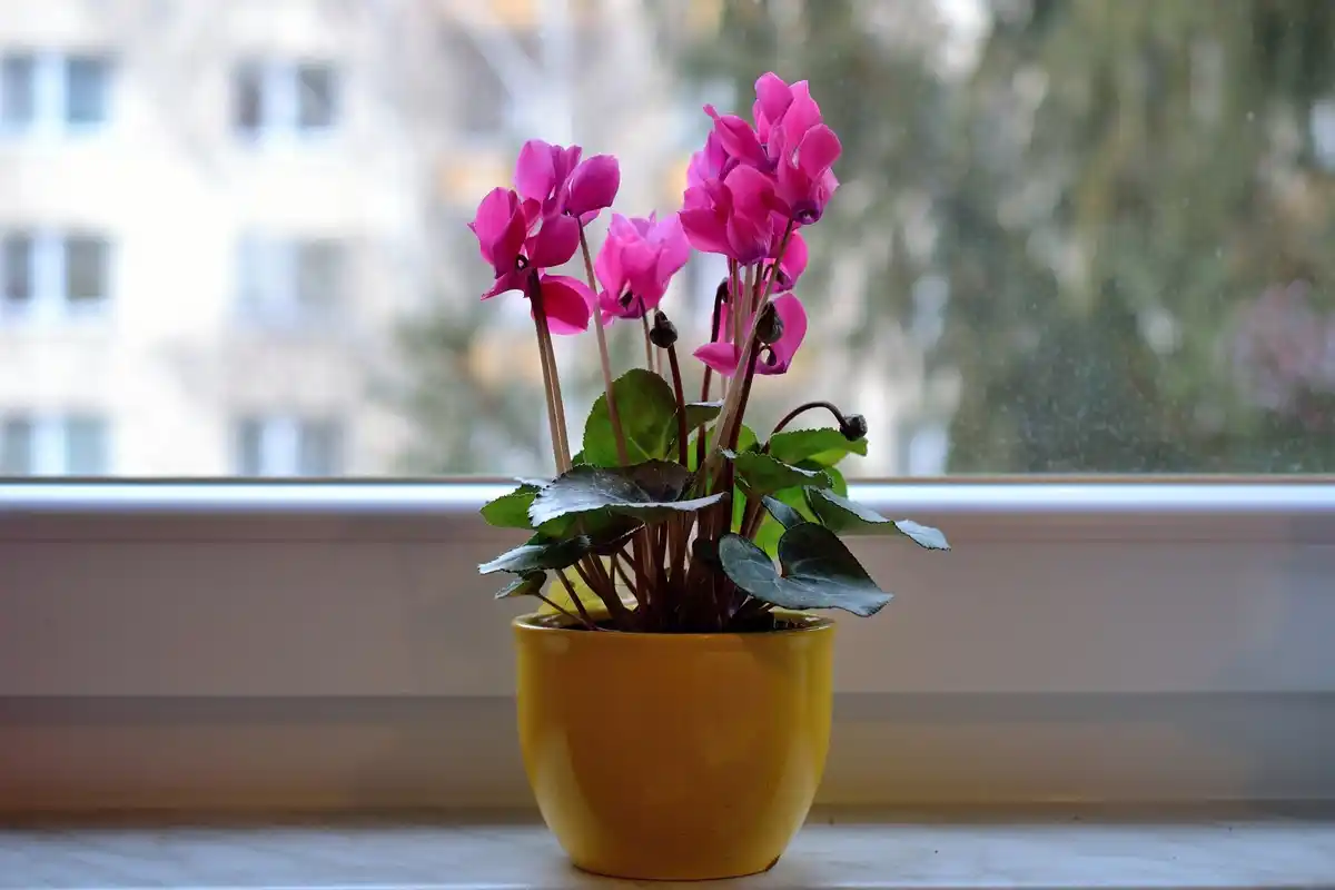 coffee grounds fertilizer home plants dutch window