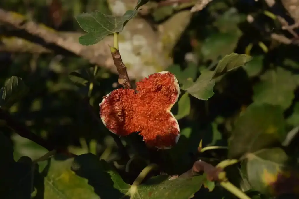 dutch fruit tree orchard winter disease damage