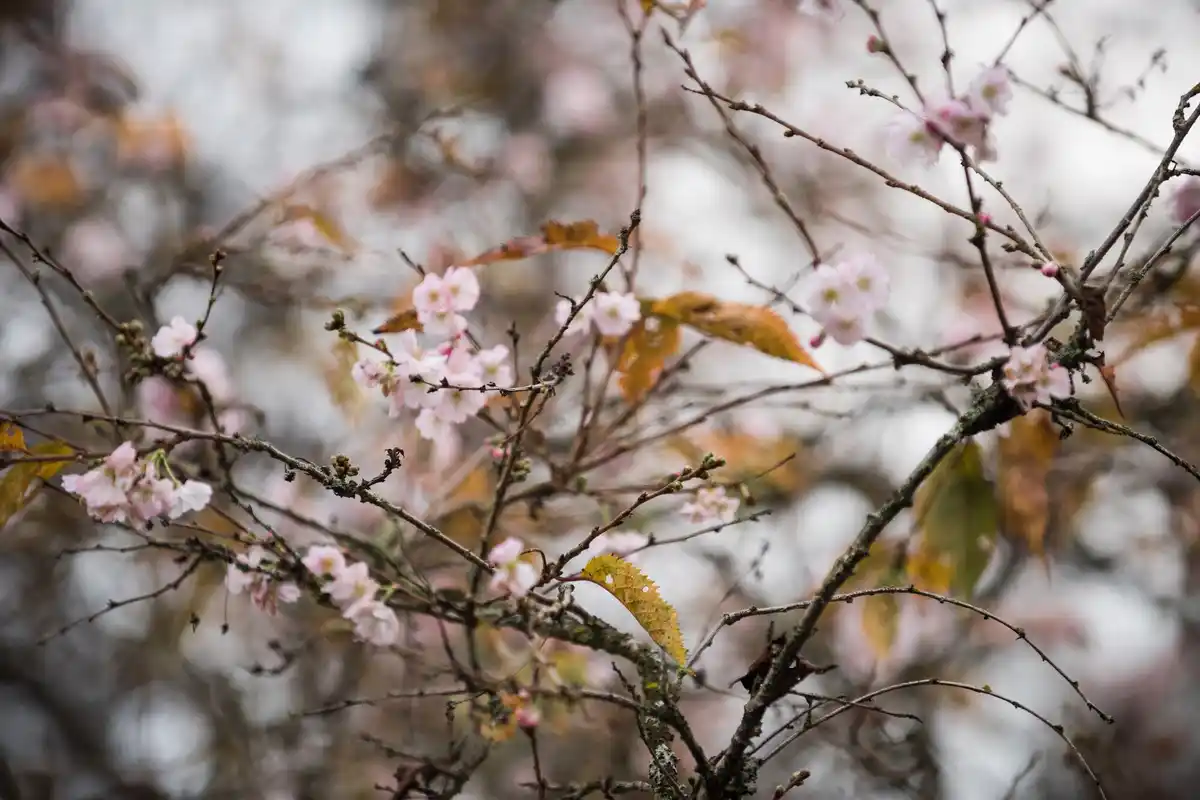 diseased fruit trees in Dutch orchard winter blurred background