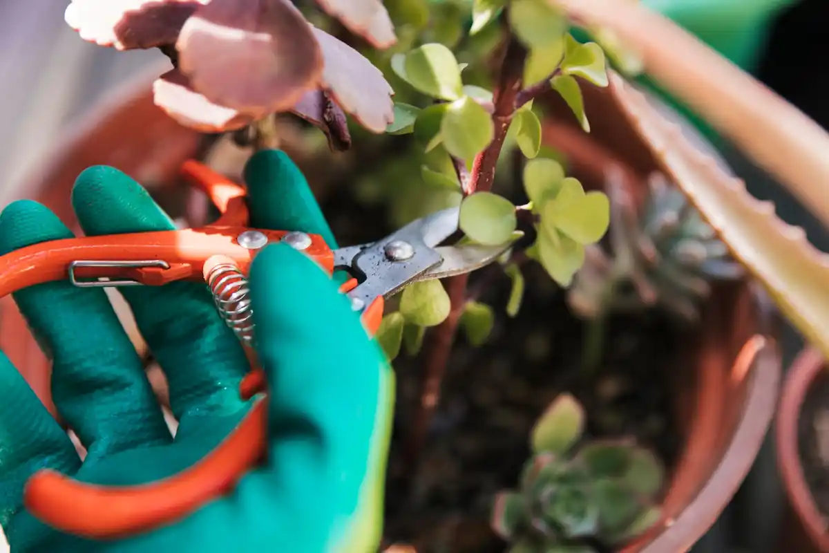 close-up fruit tree branch disease pruning action Dutch garden