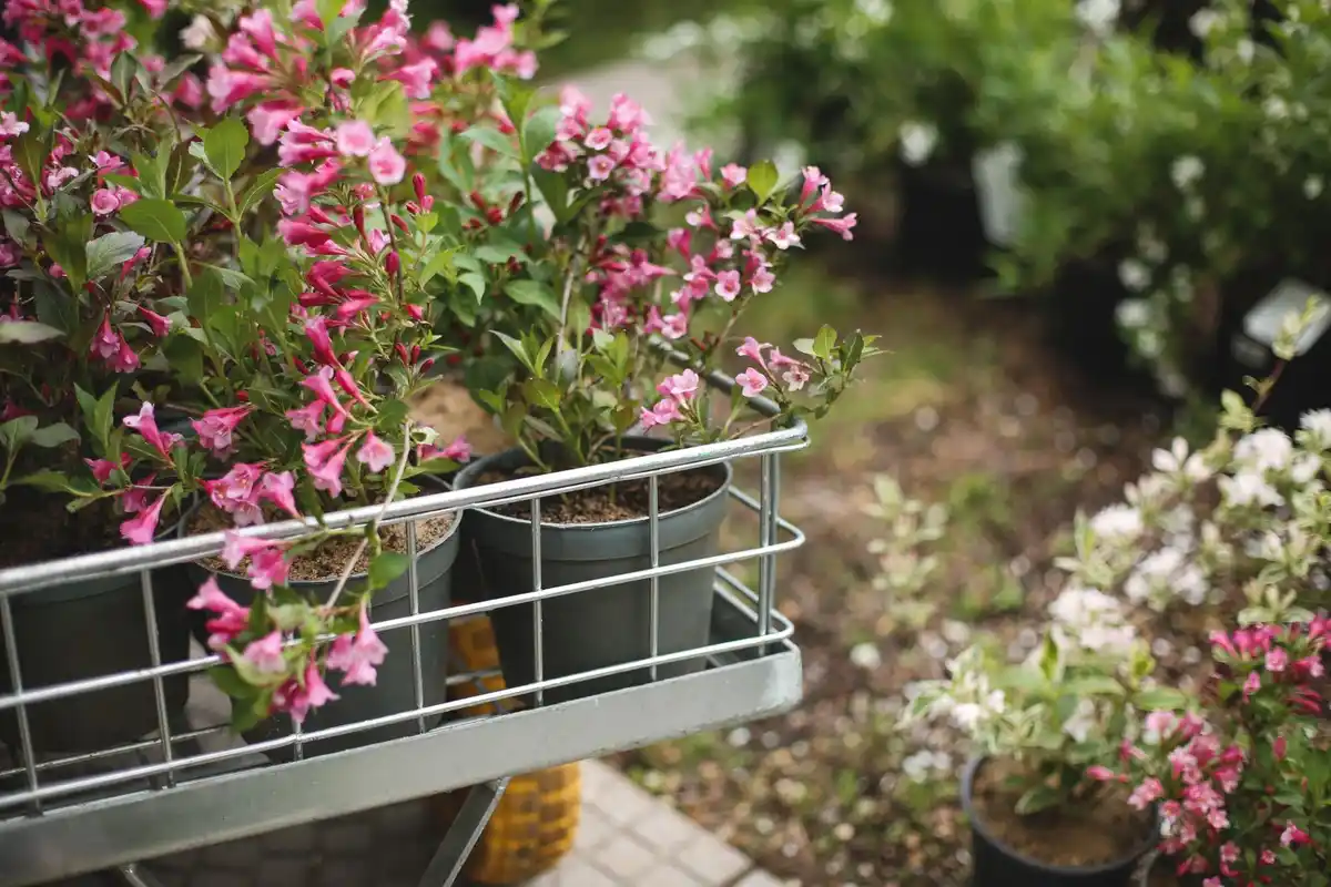 hydroponic balcony urban garden netherlands