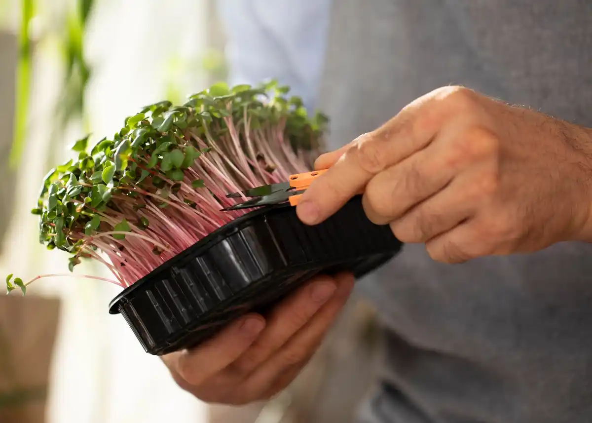 urban gardening netherlands microgreens hydroponics