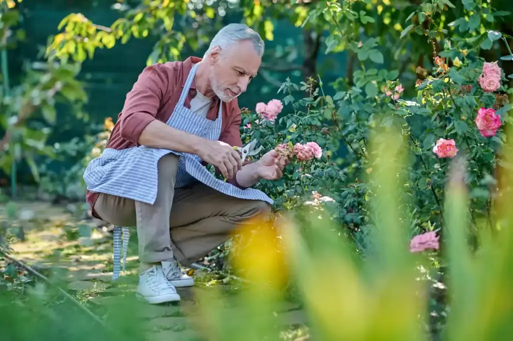 elderly Dutch gardener spraying milk on plants aphid control