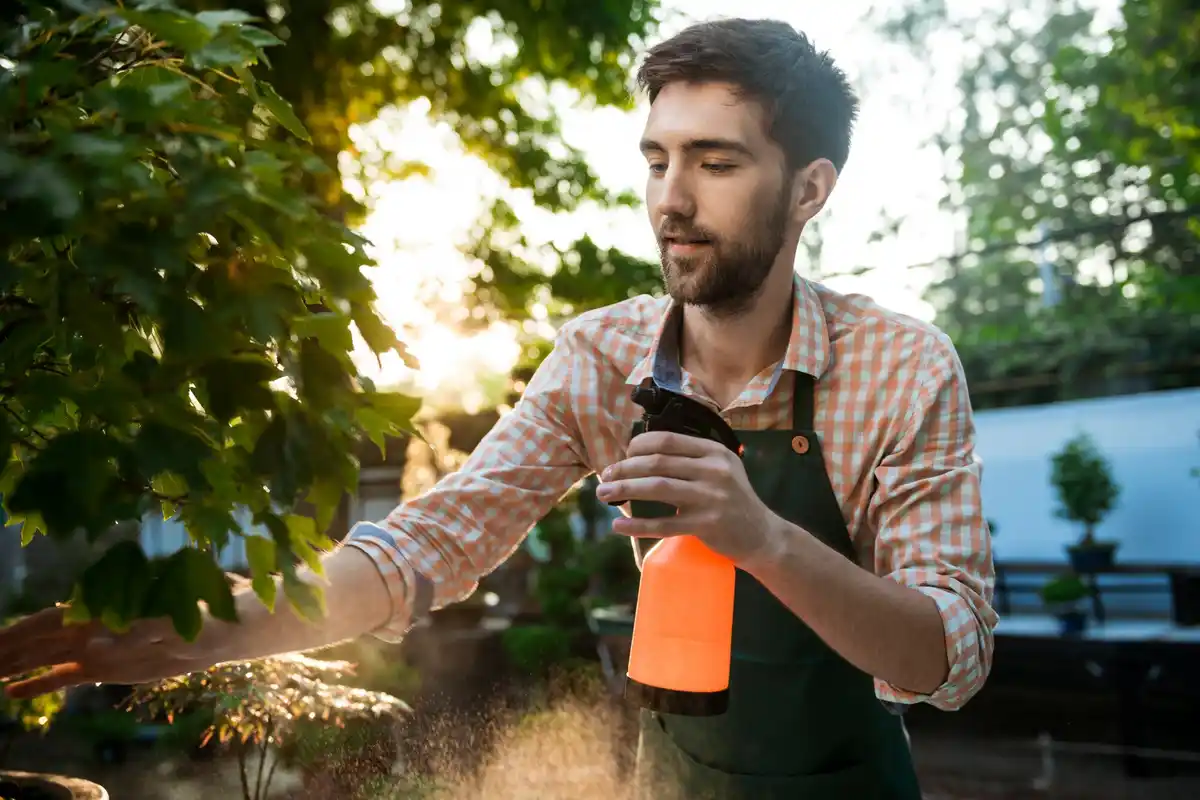 Dutch gardener spraying milk on plants vegetable garden aphids
