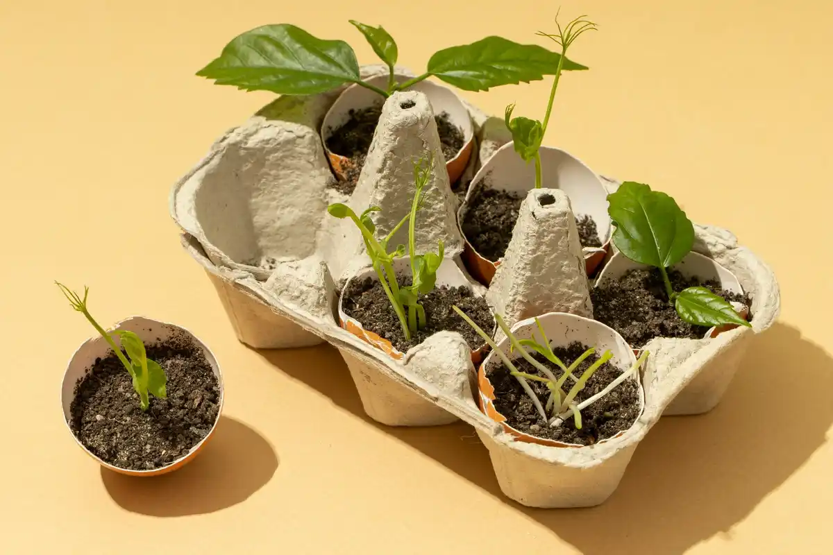 DIY seed starting with recycled containers