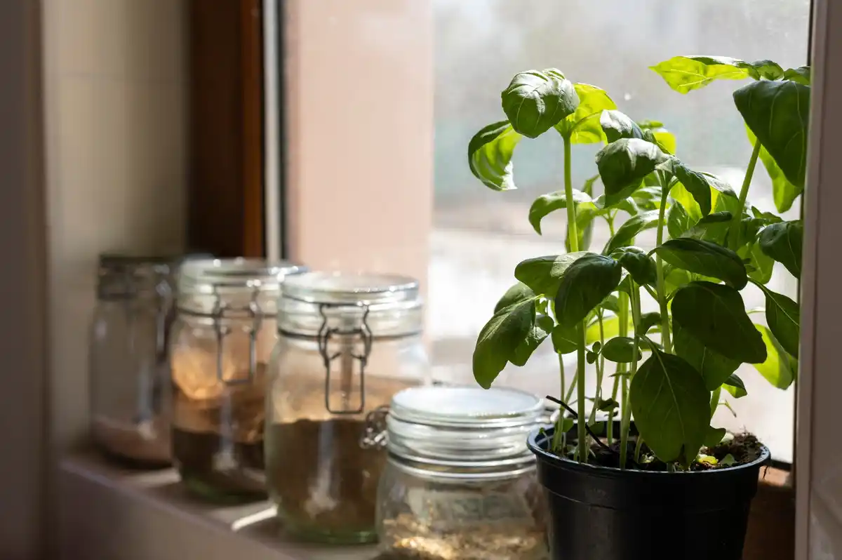 growing seeds in recycled containers windowsill
