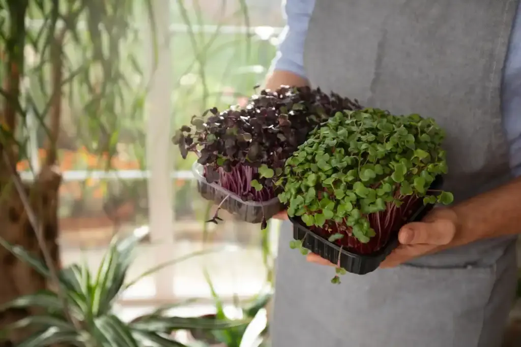 coffee grounds lettuce garden growth