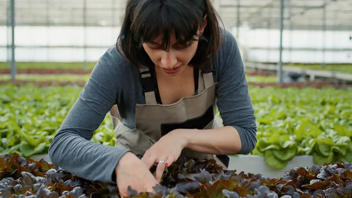lettuce growing bigger coffee grounds garden