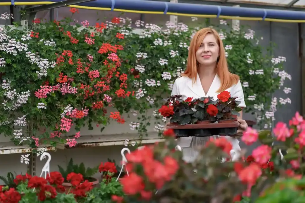 thriving Dutch geraniums elderly woman urban balcony
