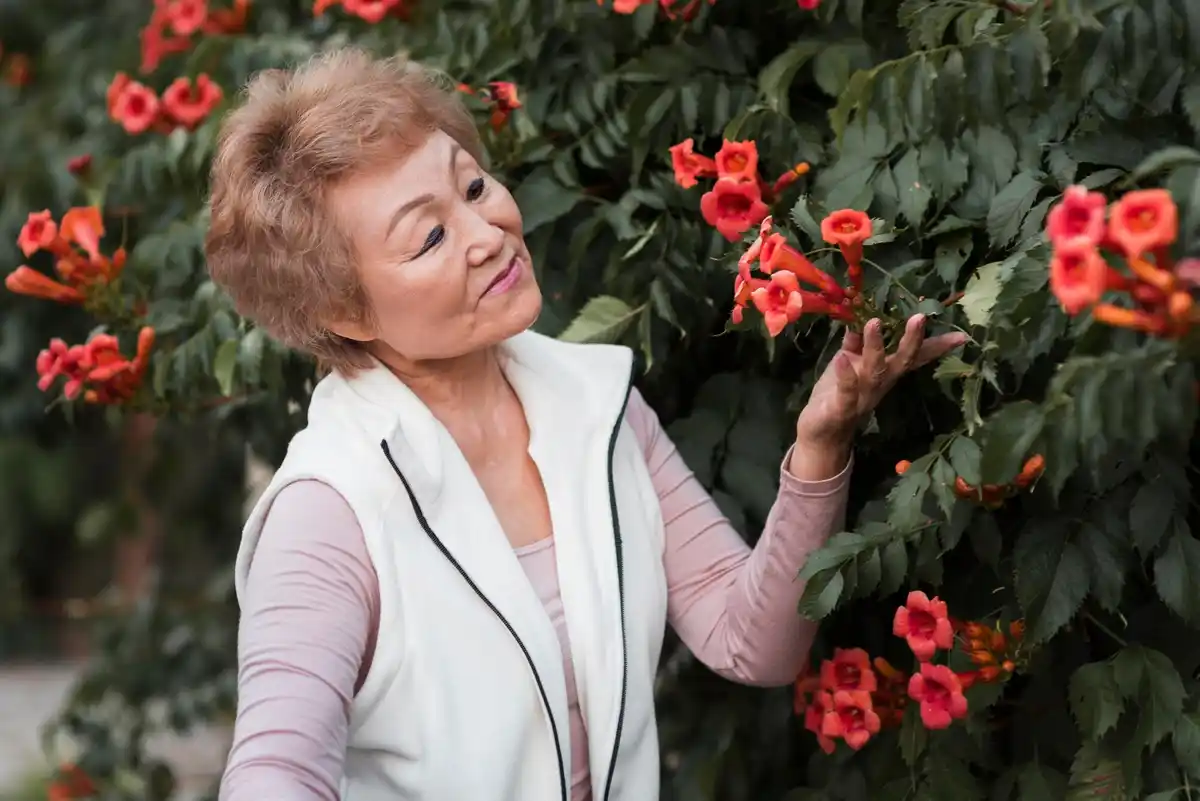 Dutch woman over 50 watering geraniums in urban garden