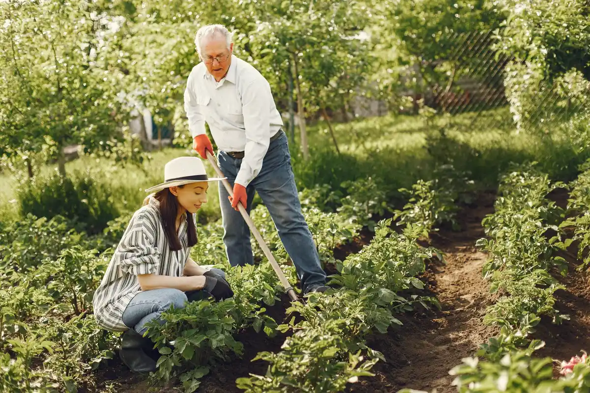 elderly person using long-handled weeder in Holland backyard