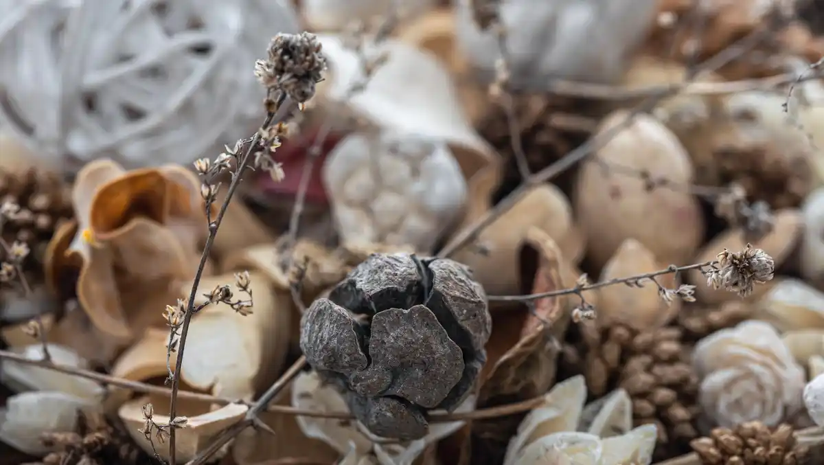 crushed eggshells in garden rose bush