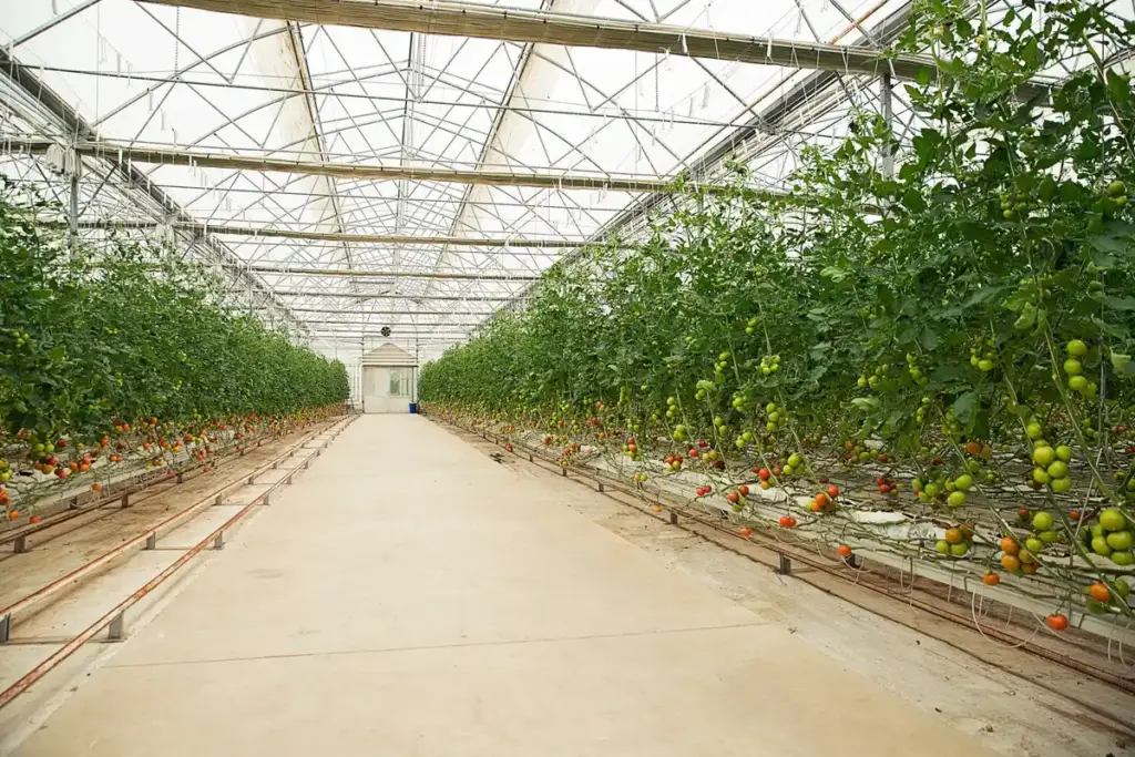 greenhouse ventilation problem vegetables netherlands