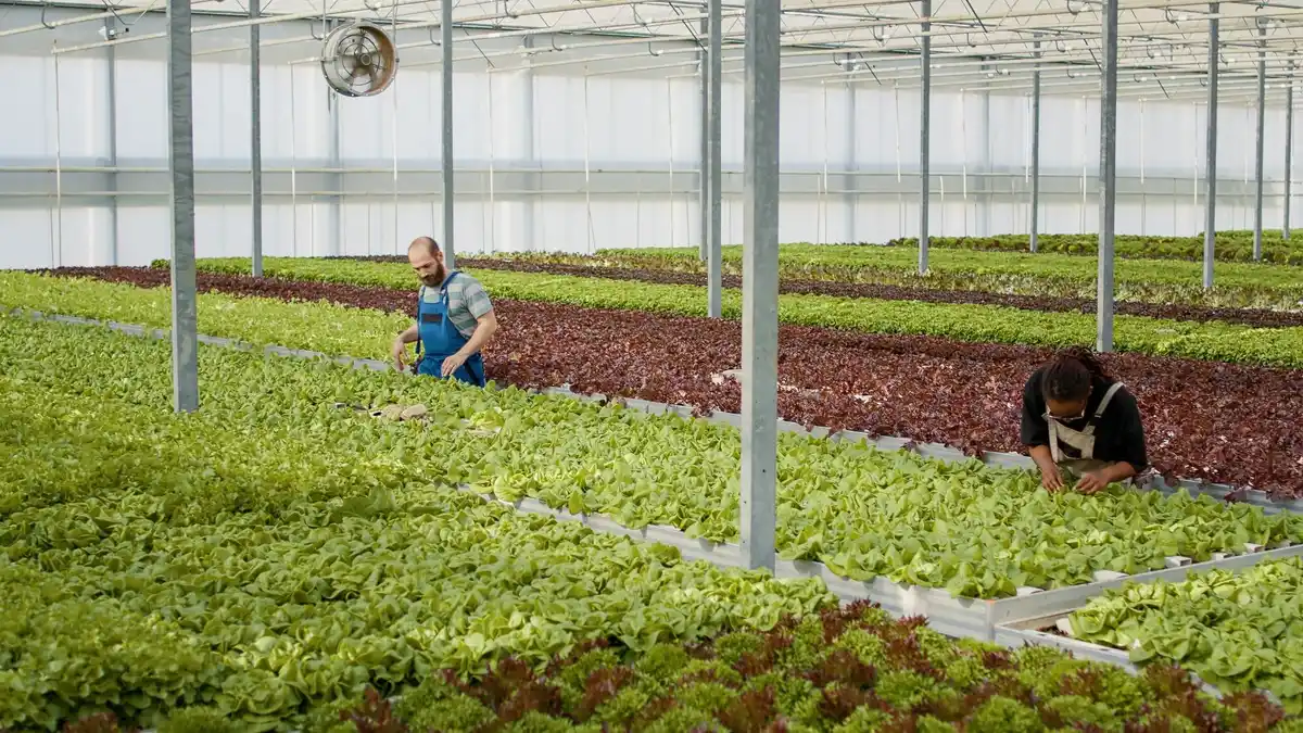 greenhouse ventilation error vegetables netherlands