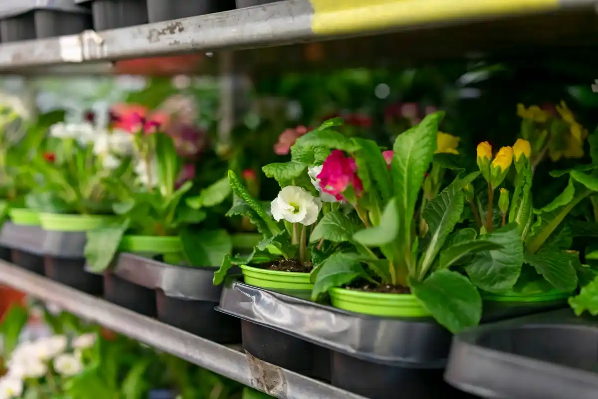 dutch greenhouse interior homegrown vegetables