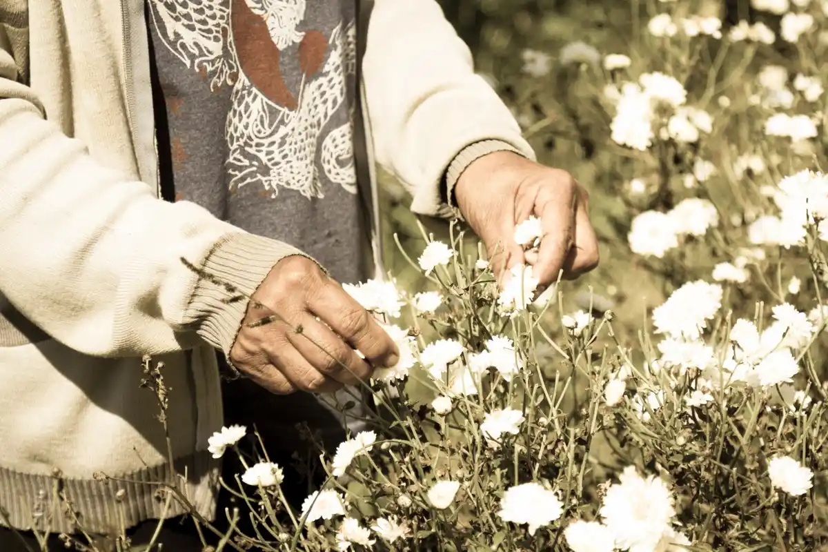 elderly hands gardening old Dutch garden