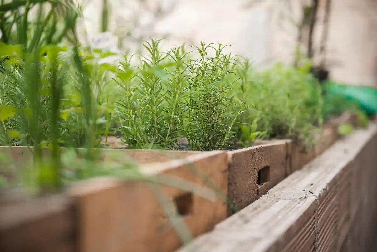 Raised beds Dutch vegetable garden sustainable