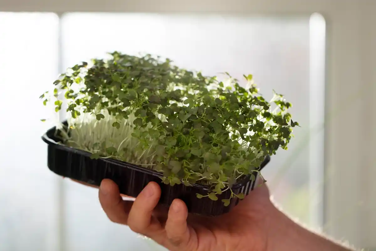 young dutch tomato seedlings growing indoors on windowsill