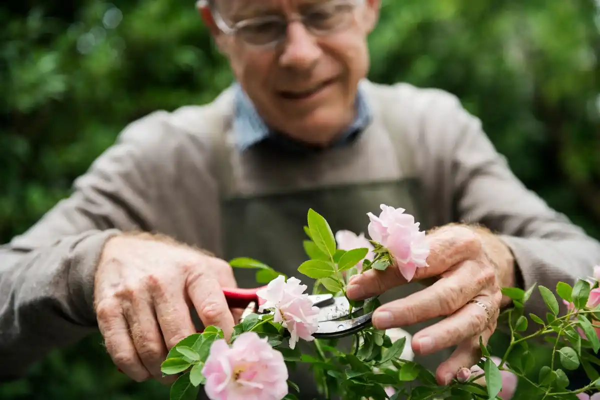 traditional dutch grandmother planting flowers in garden spring