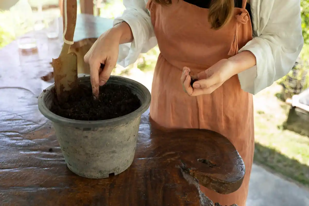 coffee grounds fertilizer for plants in dutch home garden