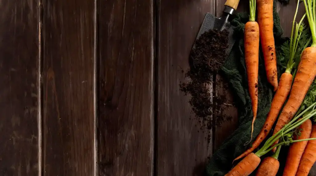 coffee grounds on carrots in Dutch garden
