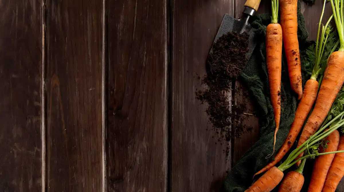 coffee grounds on carrots in Dutch garden