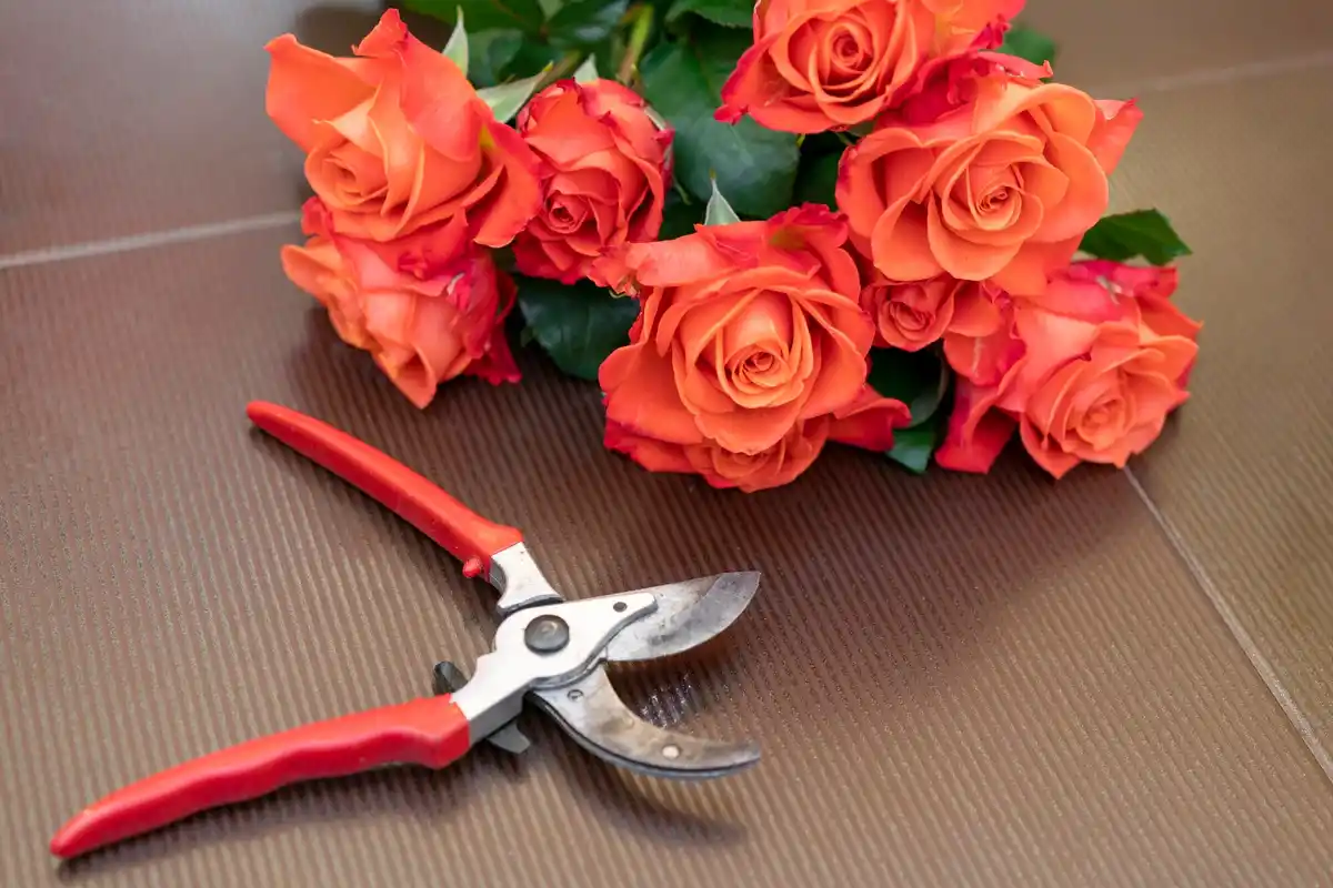 pruning roses late summer Dutch garden