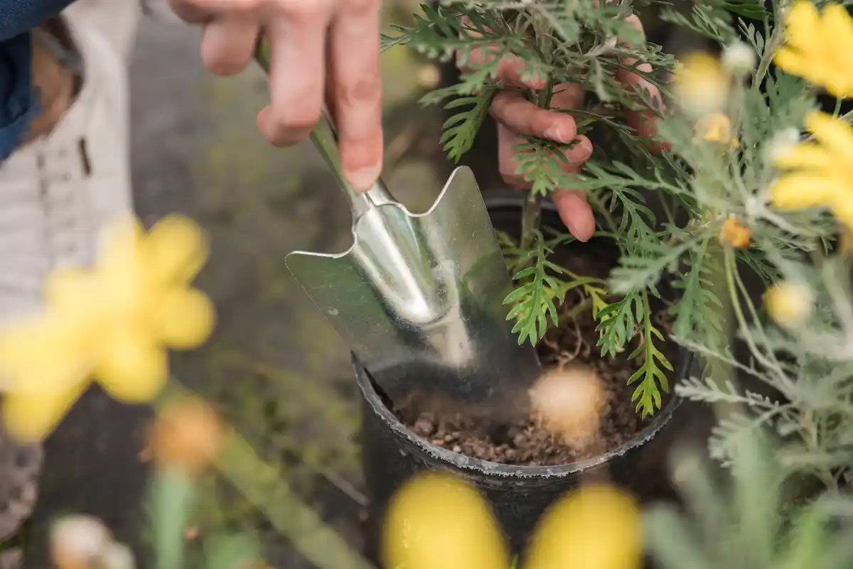 dutch backyard plants fertilized with coffee grounds