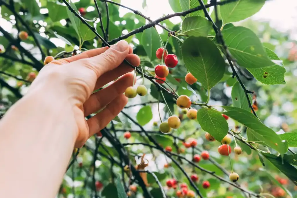 coffee grounds fruit trees Dutch garden