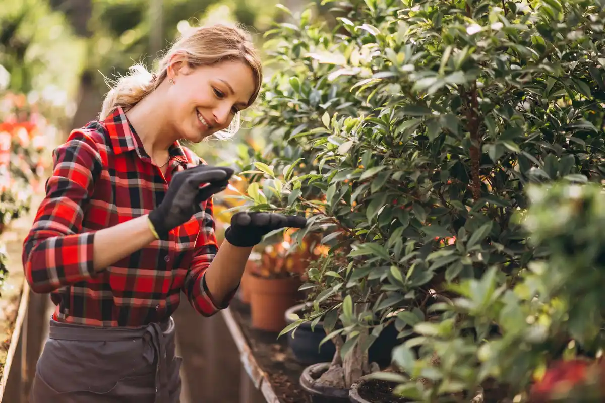 mulching fruit trees with coffee grounds Dutch garden