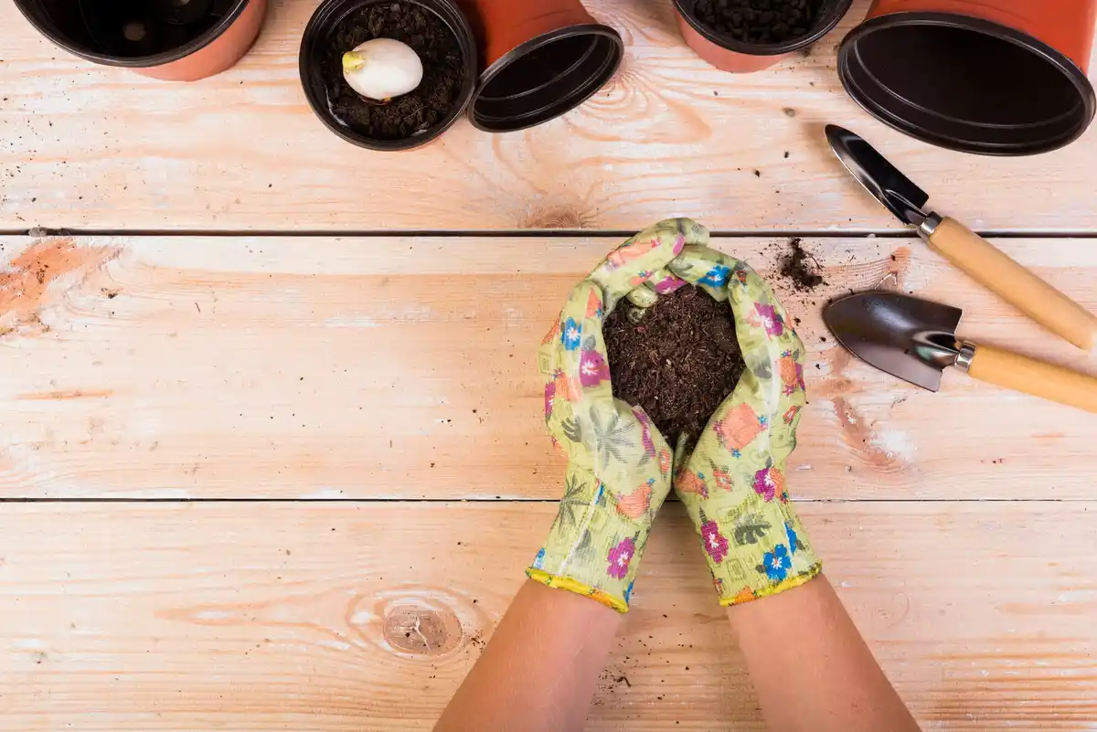 sowing seeds moonlight garden