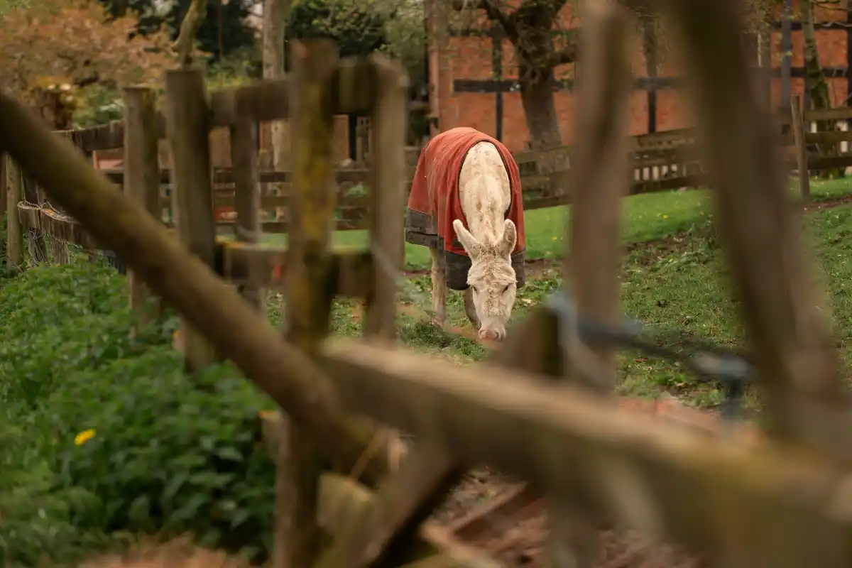 dutch vegetable garden by full moon