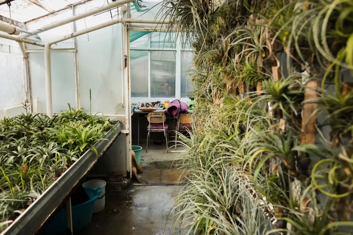 dutch greenhouse interior plants fungus moisture