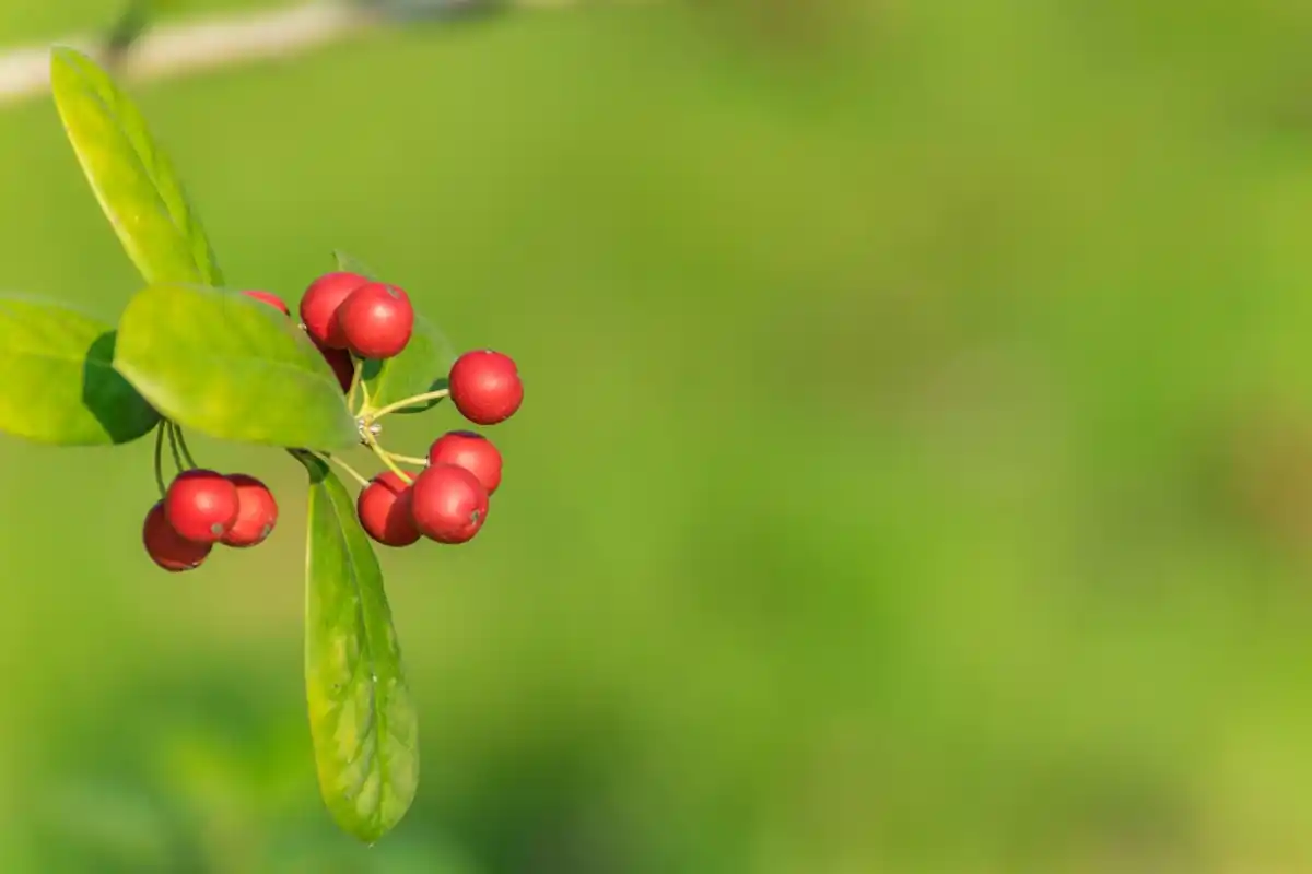 dutch coffee grounds plants garden upclose