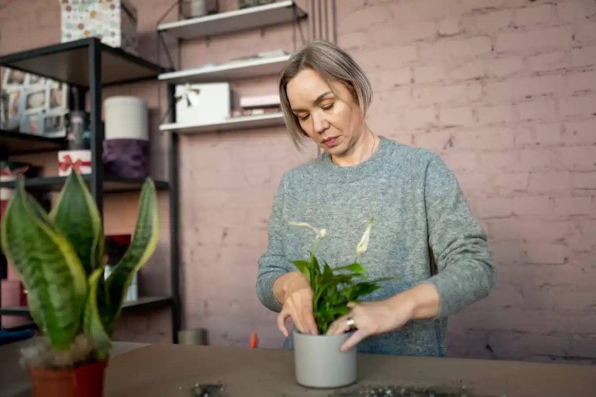dutch grandmother using coffee grounds with houseplants