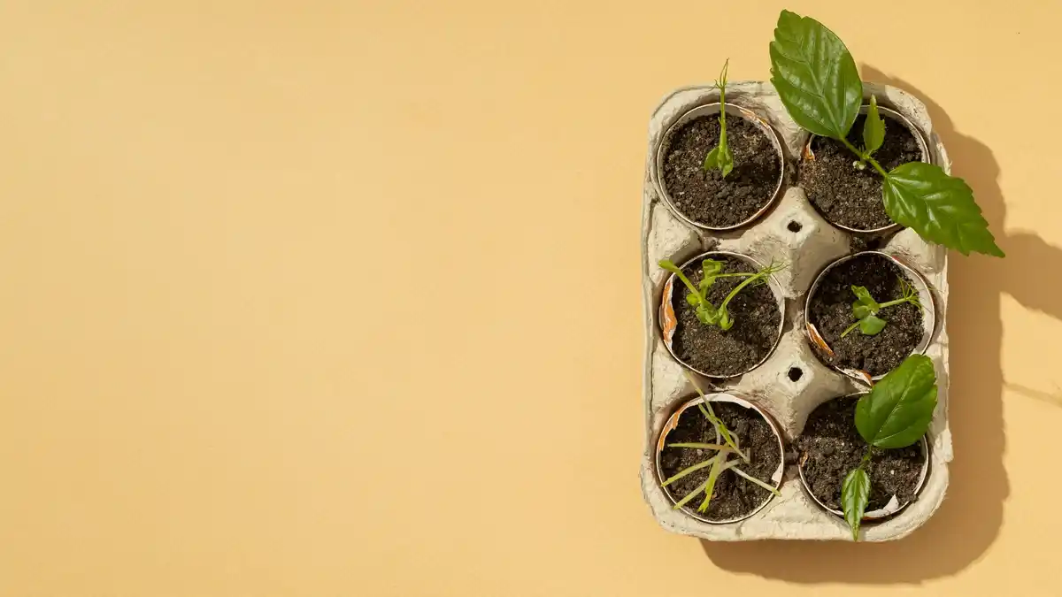 creative gardening with egg cartons and seedlings