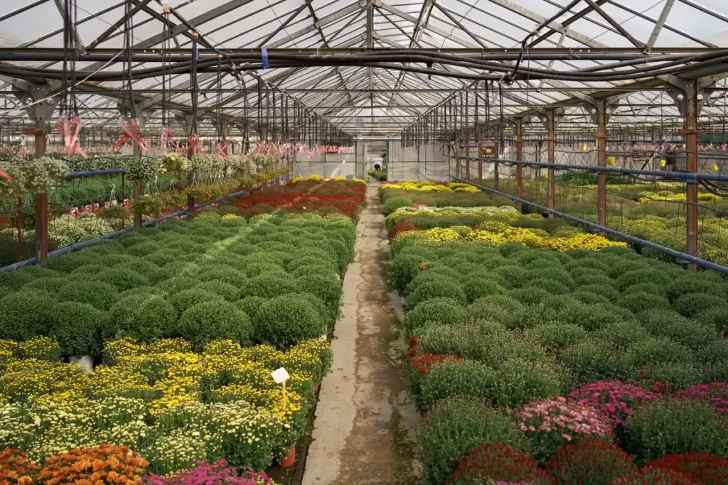 north facing Dutch greenhouse modern urban garden