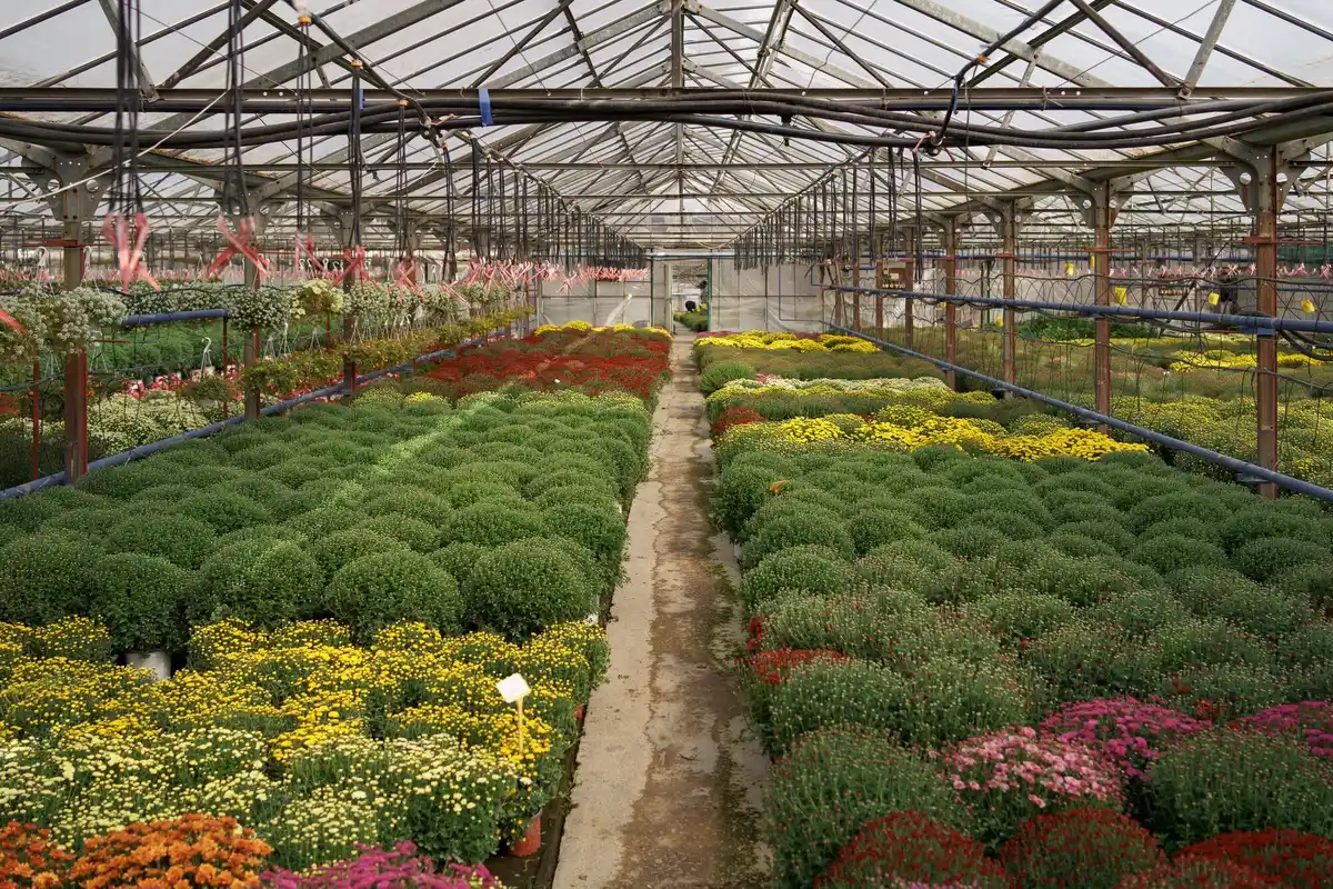 north facing Dutch greenhouse modern urban garden