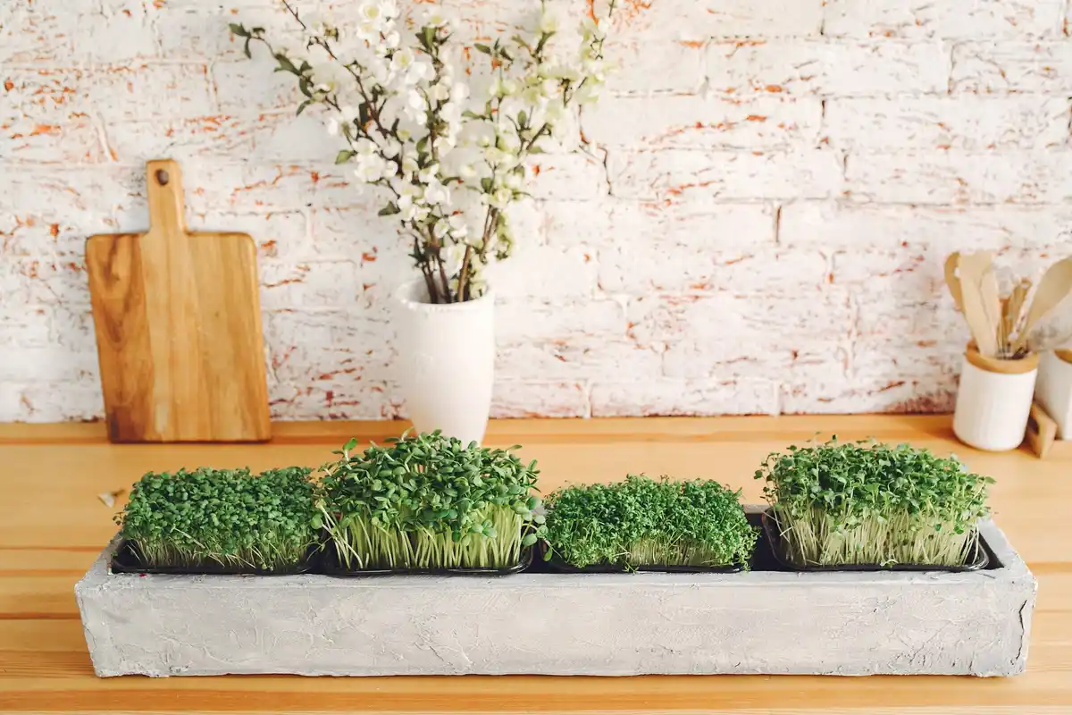 basil plant winter protection diy netherlands balcony