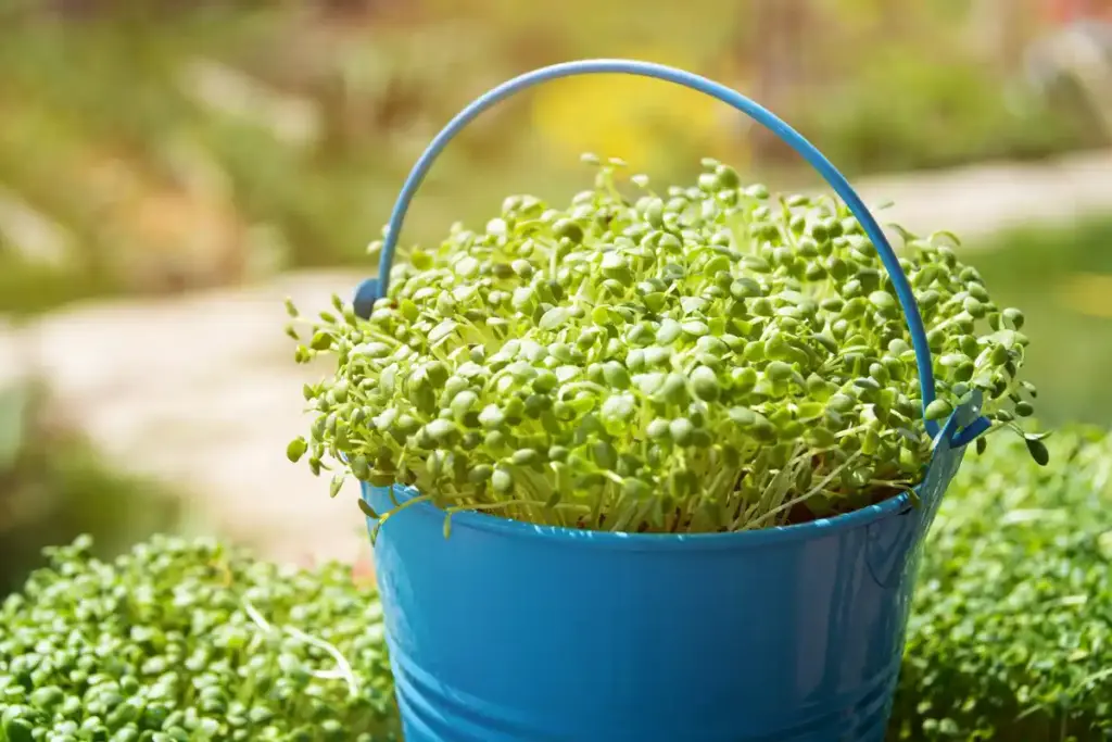 homegrown sprouts with vegetable peels netherlands garden
