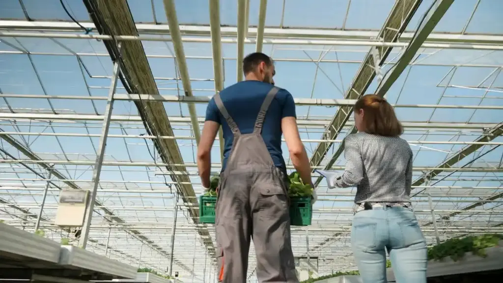dutch greenhouse ventilation mistake