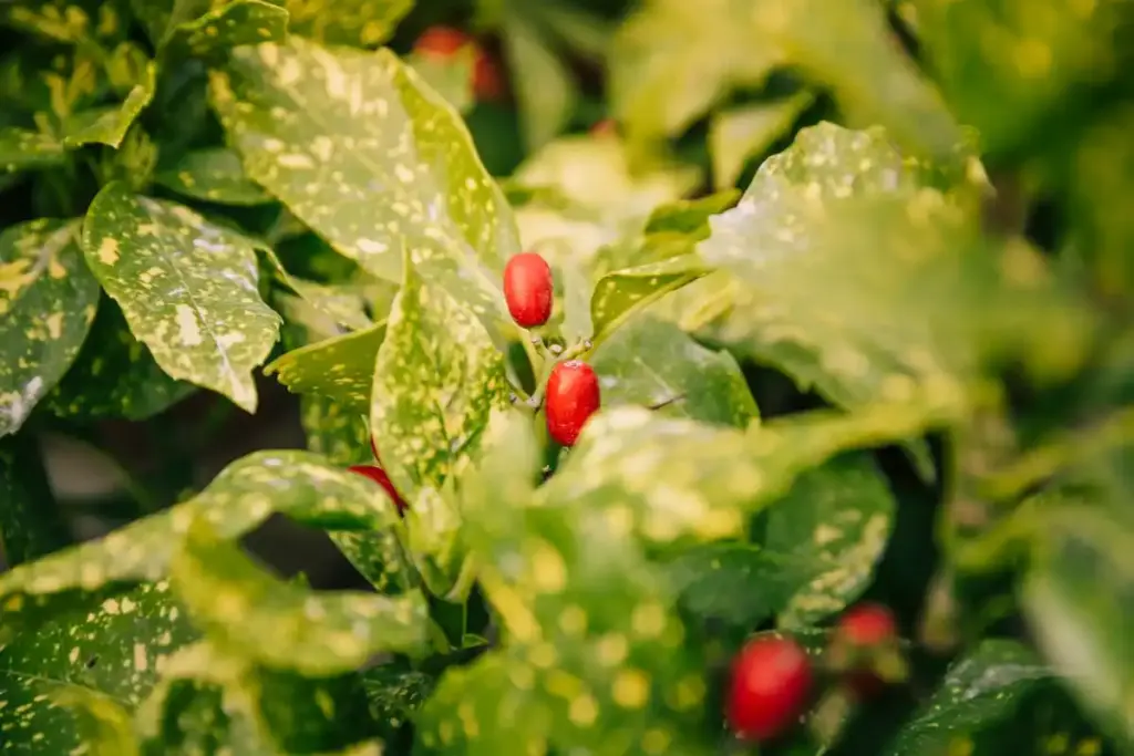 coffee grounds vegetable garden Netherlands