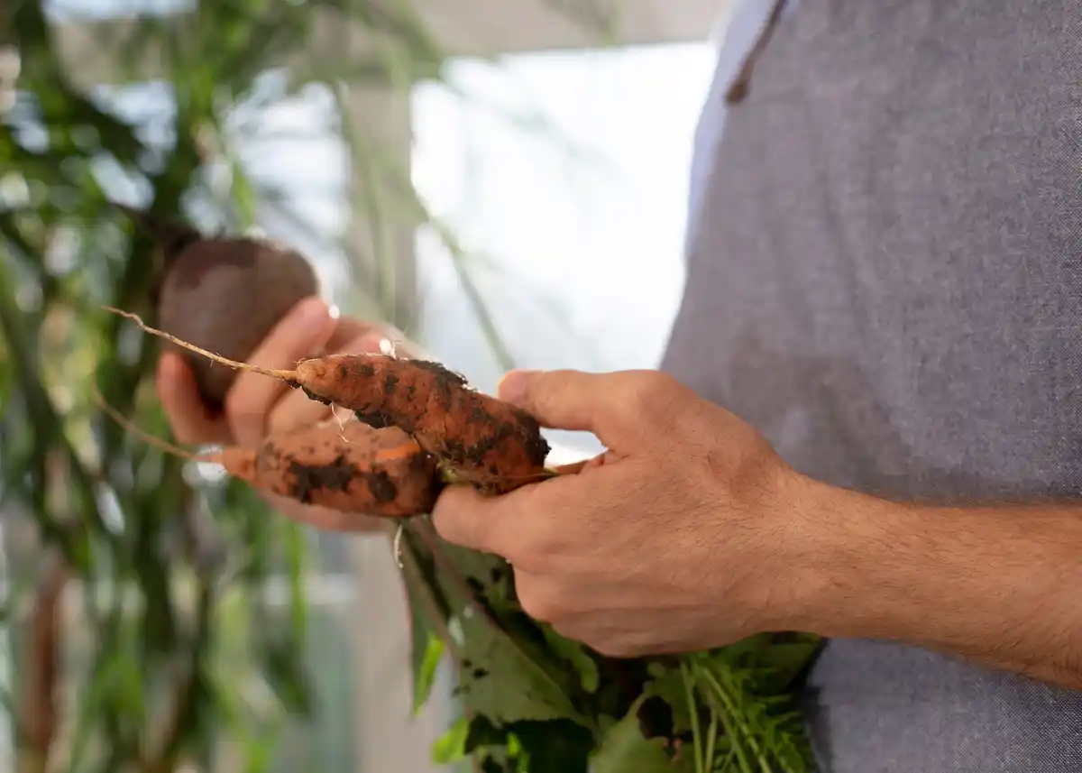 vegetable garden coffee grounds experiment Netherlands