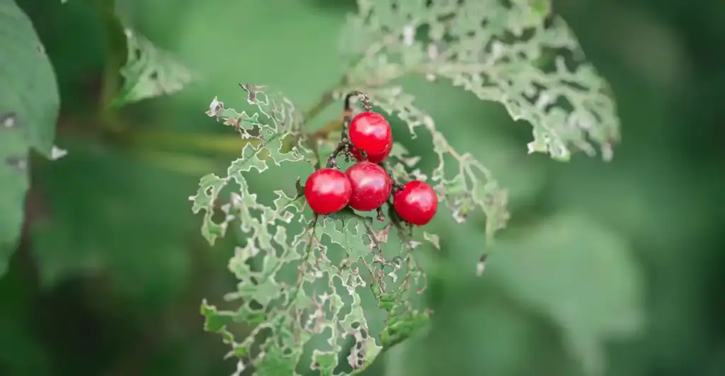 close up Dutch berries bush garden mulch problem