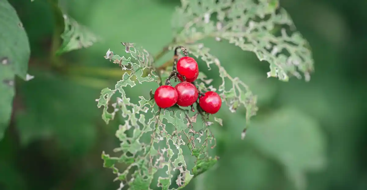 close up Dutch berries bush garden mulch problem