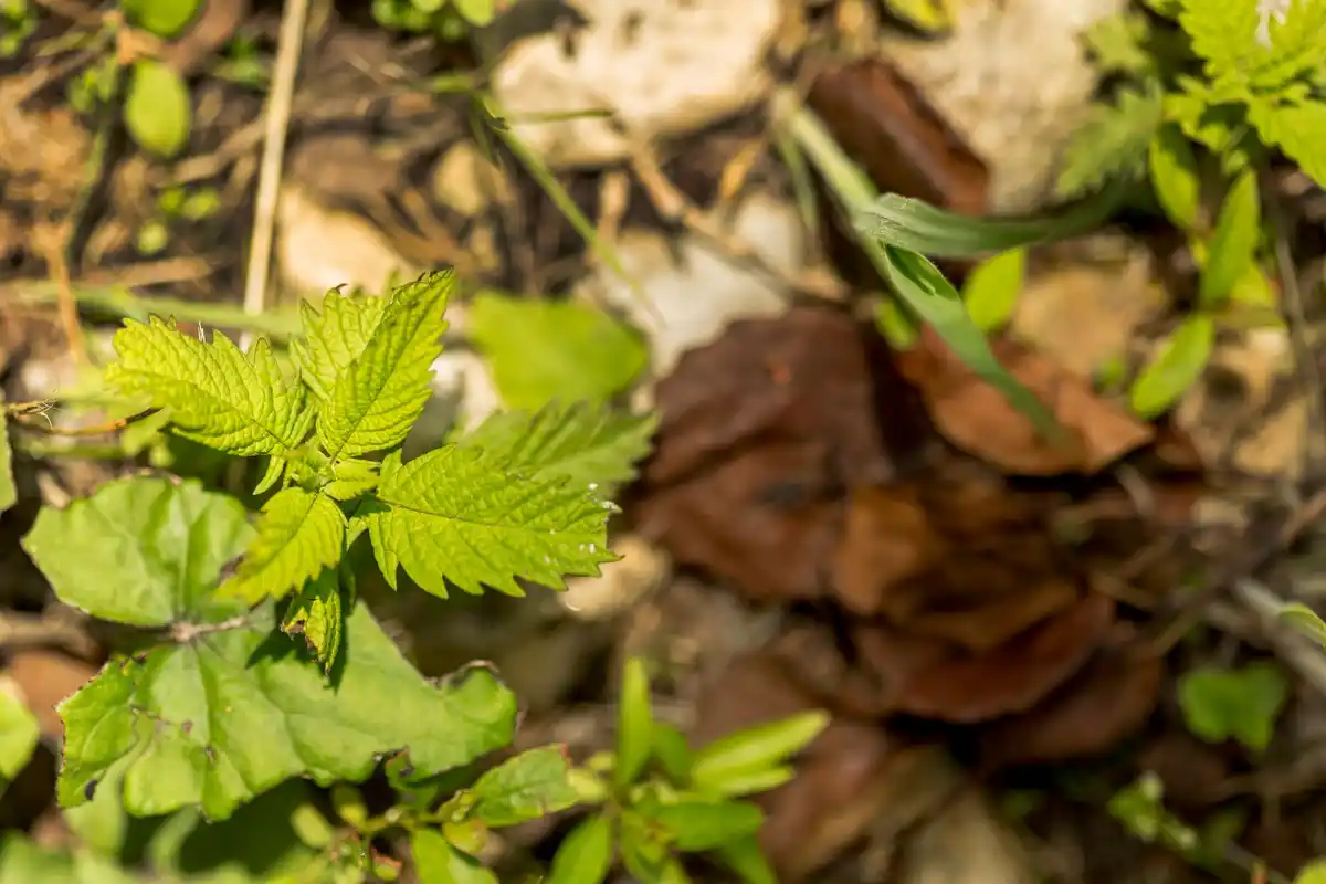 Close up Dutch currant bush garden problem