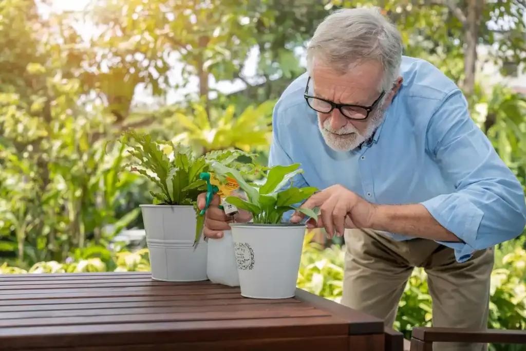 elderly Dutch gardener using raised bed