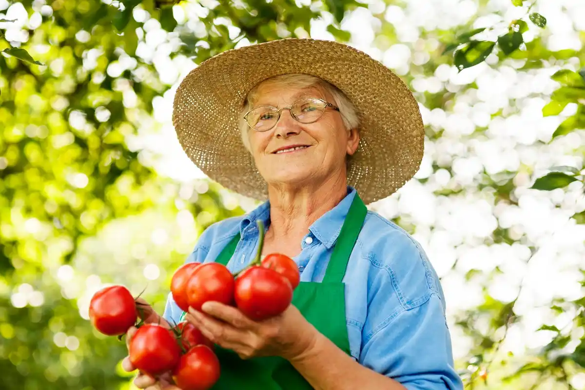 growing vegetables easy for seniors Netherlands